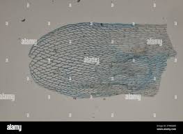 Attēlu rezultāti vaicājumam “Sphagnum teres”