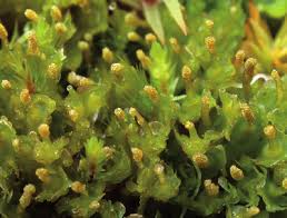 Attēlu rezultāti vaicājumam “Blasia pusilla”