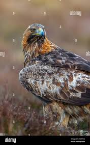 Attēlu rezultāti vaicājumam “Aquila chrysaetos adult”