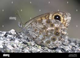 Attēlu rezultāti vaicājumam “Lasiommata maera”