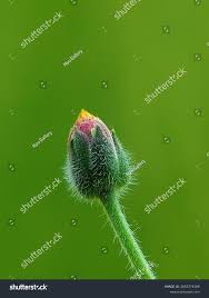 Attēlu rezultāti vaicājumam “Bellis perennis bud”