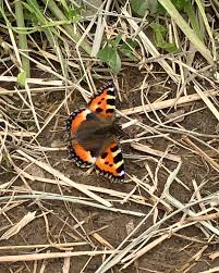 Attēlu rezultāti vaicājumam “Aglais urticae”