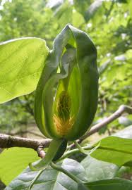 Attēlu rezultāti vaicājumam “Magnolia acuminata flower”