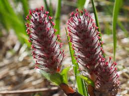 Attēlu rezultāti vaicājumam “Salix myrsinifolia female flower”