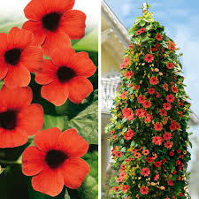 Image result for schwarzäugige Susanne