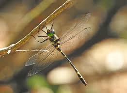 Attēlu rezultāti vaicājumam “Reticularia jurana macro”