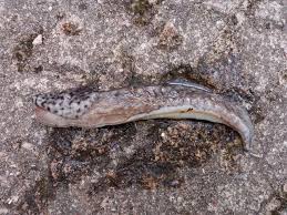 Attēlu rezultāti vaicājumam “Limax maximus”