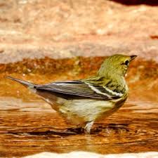 Image result for Dendroica striata