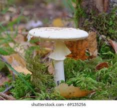 Attēlu rezultāti vaicājumam “Amanita citrina”