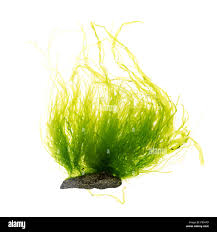 Attēlu rezultāti vaicājumam “Enteromorpha sp.”