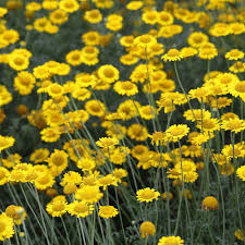 Attēlu rezultāti vaicājumam “Anthemis tinctoria”