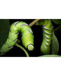 Attēlu rezultāti vaicājumam “Sphinx ligustri larva”