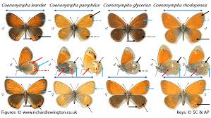 Attēlu rezultāti vaicājumam “Coenonympha pamphilus upperside”