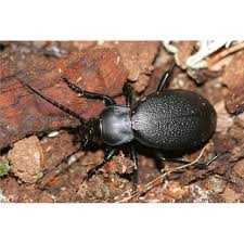 Attēlu rezultāti vaicājumam “Carabus coriaceus”