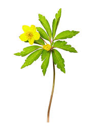 Attēlu rezultāti vaicājumam “Anemone ranunculoides leaf”