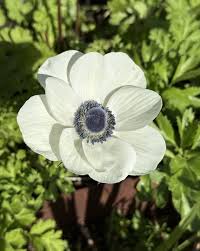 Attēlu rezultāti vaicājumam “Anemone”