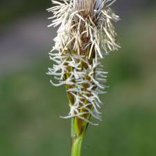 Attēlu rezultāti vaicājumam “Carex caryophyllea leaf”
