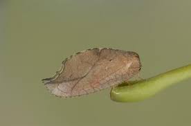 Attēlu rezultāti vaicājumam “Drepanepteryx phalaenoides”