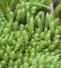 Attēlu rezultāti vaicājumam “Pohlia wahlenbergii”