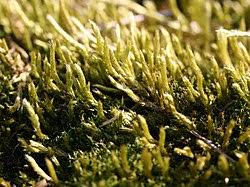 Attēlu rezultāti vaicājumam “Brachythecium salebrosum sporophyte”