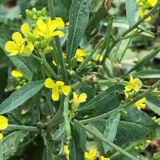 Attēlu rezultāti vaicājumam “Sinapis arvensis leaf”