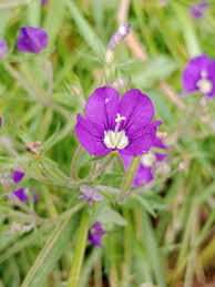 Image result for Legousia speculum-veneris