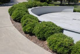 Attēlu rezultāti vaicājumam “Conardia compacta”