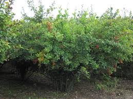 Attēlu rezultāti vaicājumam “Berberis vulgaris”