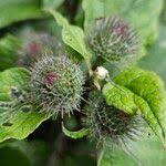 Attēlu rezultāti vaicājumam “Arctium nemorosum”