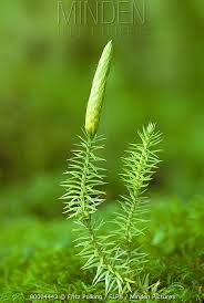 Attēlu rezultāti vaicājumam “Lycopodium annotinum”