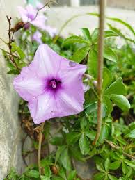 Image result for Ipomoea Lavender