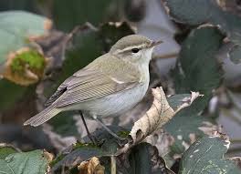 Attēlu rezultāti vaicājumam “Phylloscopus trochiloides”