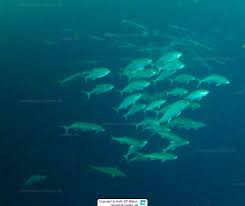 Image result for Seriola dumerili