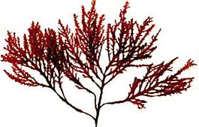 Attēlu rezultāti vaicājumam “Rhodophyta”