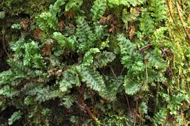 Attēlu rezultāti vaicājumam “Pleuridium subulatum”