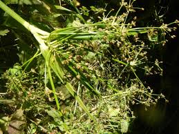 Attēlu rezultāti vaicājumam “Scirpus sylvaticus leaf”