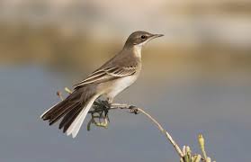 Attēlu rezultāti vaicājumam “Motacilla flava flava adult”