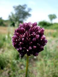 Attēlu rezultāti vaicājumam “Allium scorodoprasum flower”