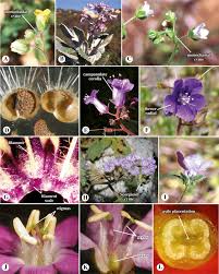 Attēlu rezultāti vaicājumam “Boraginaceae”