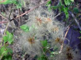 Attēlu rezultāti vaicājumam “Clematis fruit”