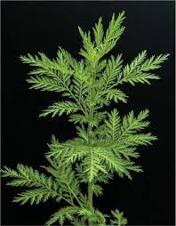 Image result for Artemisia annua