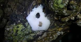 Attēlu rezultāti vaicājumam “Stemonitidaceae”