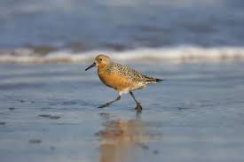 Attēlu rezultāti vaicājumam “Calidris canutus”