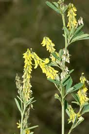 Attēlu rezultāti vaicājumam “Melilotus wolgicus”