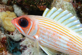 Image result for Holocentrus adscensionis