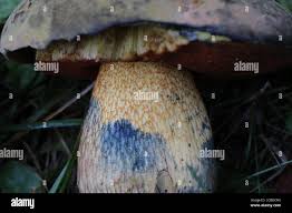 Attēlu rezultāti vaicājumam “Boletus luridus”