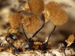 Attēlu rezultāti vaicājumam “Hemitrichia calyculata young”