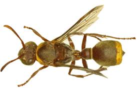 Attēlu rezultāti vaicājumam “Vespidae”