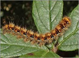 Attēlu rezultāti vaicājumam “Lasiocampa trifolii”