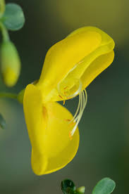Attēlu rezultāti vaicājumam “Cytisus scoparius flower”